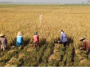 keuntungan panen padi menggunakan mesin potong padi
